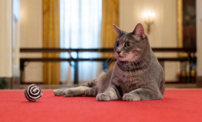 ‘Meet Willow’: Bidens Welcome New Cat To White House