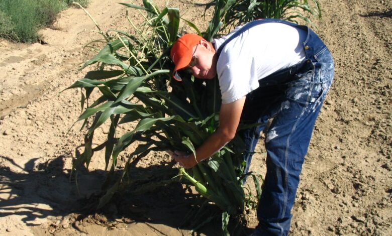 The Hopi farmer championing Indigenous agricultural knowledge