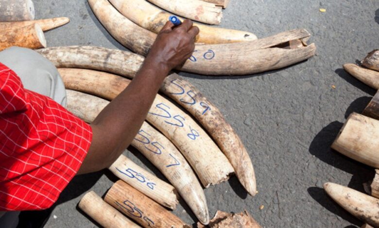 Is ethical ivory trade possible?