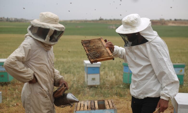Climate change and war send Syria’s bees further afield