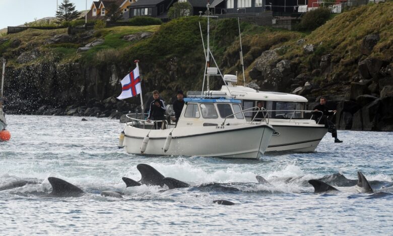 Faroe Islands to limit controversial dolphin hunt quota to 500