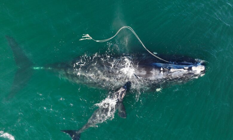 Ships must slow down to save endangered whales, US gov’t says