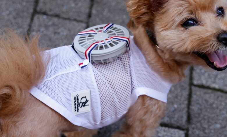 Japan’s cats and dogs get wearable fans to beat scorching heat