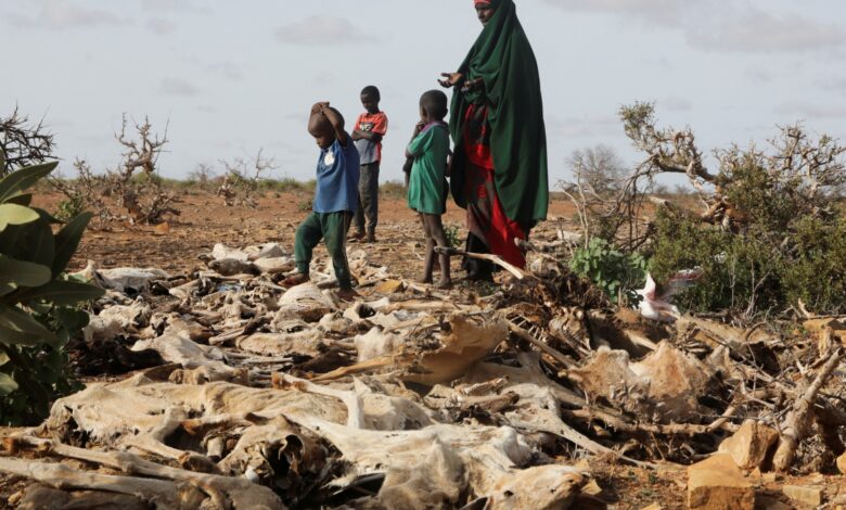 Somalia faces worst famine in half a century, UN warns