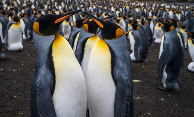 Thousands of penguins (and seals) on Crozet Islands — in pictures