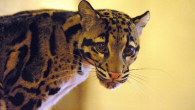 Dallas Zoo Shuts Down After Leopard Goes Missing: ‘Serious Situation’
