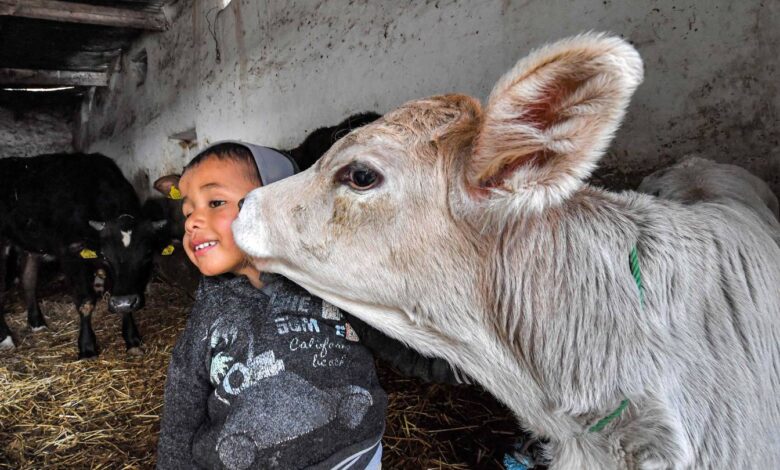 Tunisia dairy market struggles as price of cow feed soars