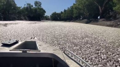 Millions of dead fish clog up Australian river near remote town