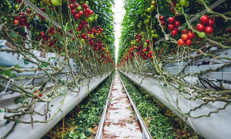 The Potential of Vertical Farming for Sustainable Food Production