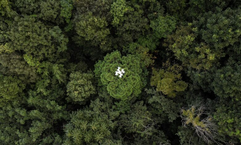 Drones help solve the forest carbon capture riddle in Thailand