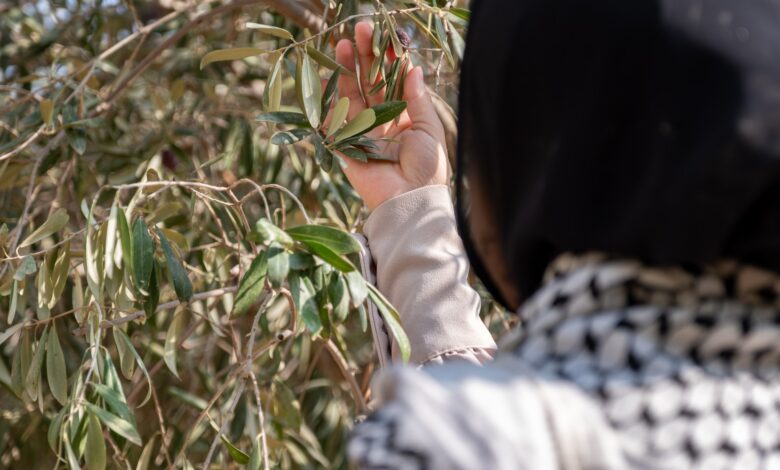 The olive tree, symbol of Palestine and mute victim of Israel’s war on Gaza