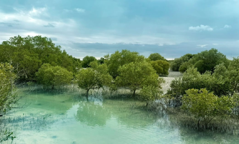UAE plants 850,000 mangroves along Abu Dhabi’s coastlines