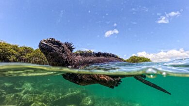 Today’s best photos: From a marine iguana in Ecuador to tourists outside Kensington Palace