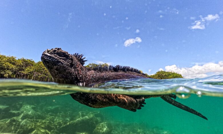Today’s best photos: From a marine iguana in Ecuador to tourists outside Kensington Palace