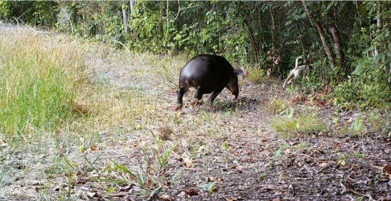 World Tapir Day: What Happens When Dogs Meet Tapirs?