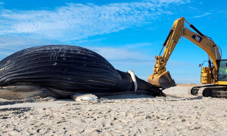 4 Photos That Tell The Story Of Humpback Whale Deaths On The East Coast