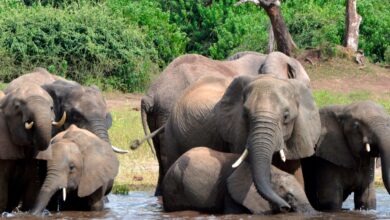 Elephant in the room: Why Botswana, Namibia want fewer of the gentle giants