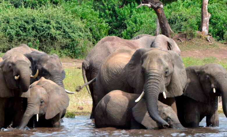 Elephant in the room: Why Botswana, Namibia want fewer of the gentle giants