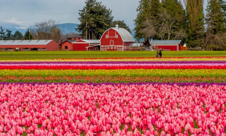 An Insider’s Guide To Dining In The Pacific Northwest’s Tulip Country