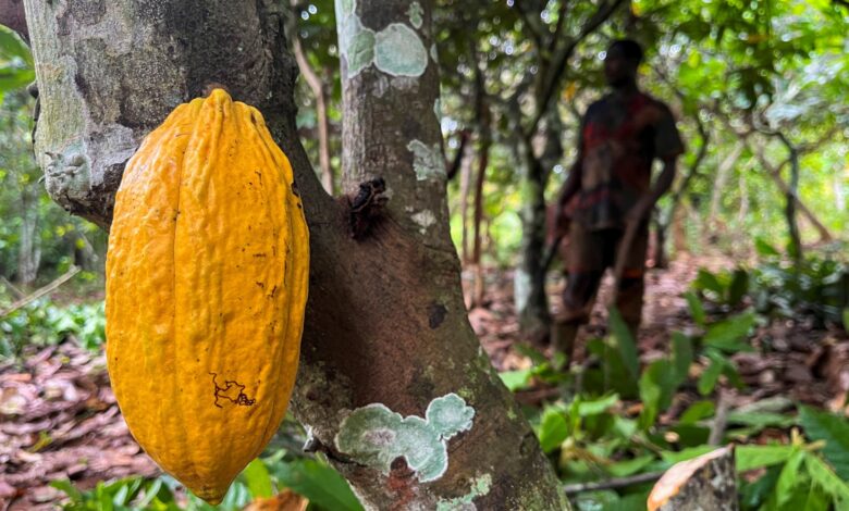 Ivorian cocoa farmers ‘barely survive’ while chocolate company profits soar