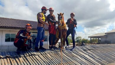 Brazilian horse ‘Caramelo’ rescued after being trapped on roof by floods
