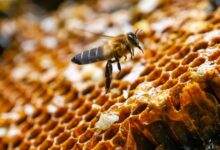 AI-powered honey-testing laboratory will offer new insights into bee health