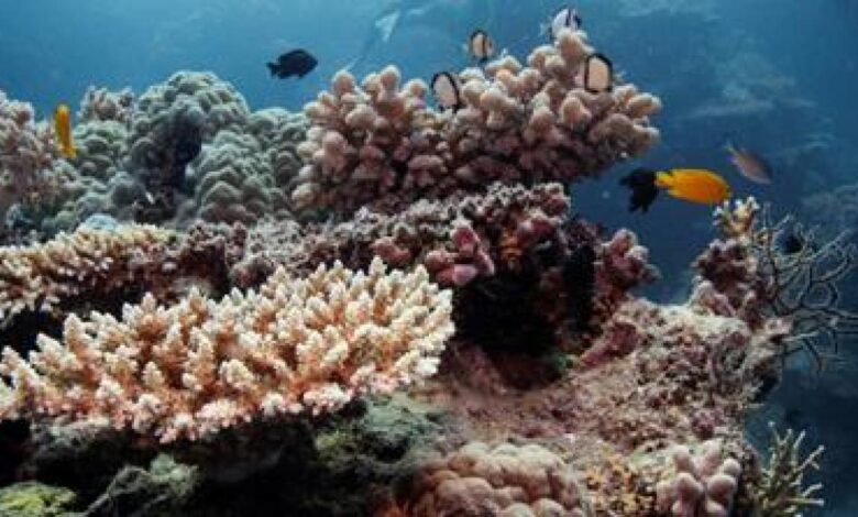 Great Barrier Reef endangered by hottest oceans in 400 years, study finds