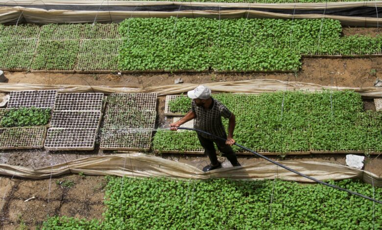 ‘This is my only hope’ says Palestinian who farms to combat hunger